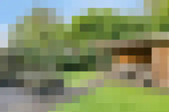 Koolzaadakker 11 Heino thumbnail 44