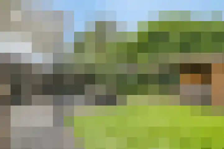 Koolzaadakker 11 Heino thumbnail 45