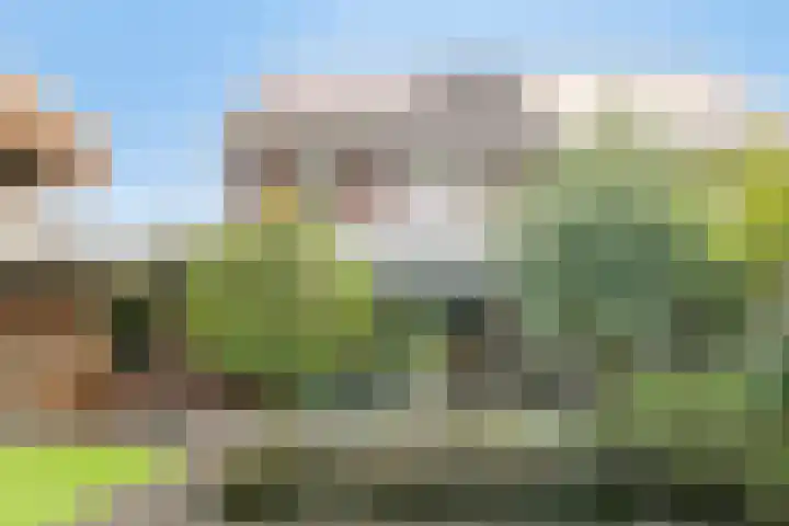 Koolzaadakker 11 Heino thumbnail 47