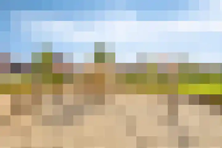 Koolzaadakker 11 Heino thumbnail 51