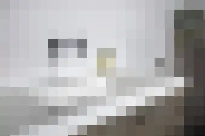 Koolzaadakker 8 Heino thumbnail 21