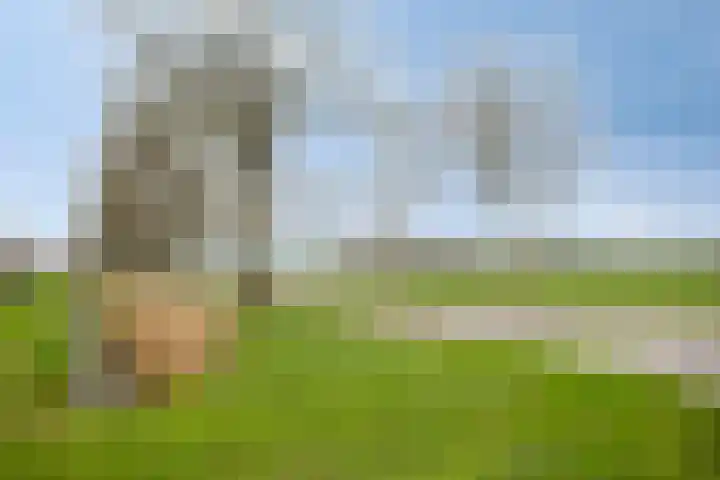 Koolzaadakker 8 Heino thumbnail 51