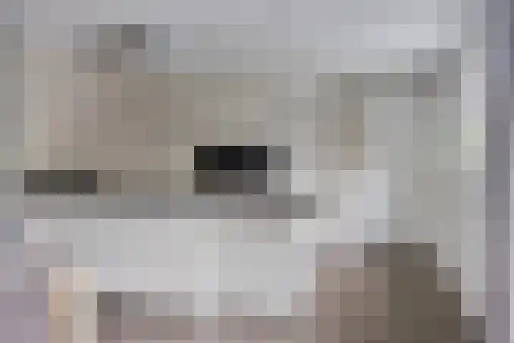 Koolzaadakker 9 Heino thumbnail 15