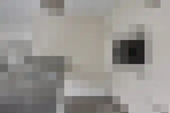 Koolzaadakker 9 Heino thumbnail 17