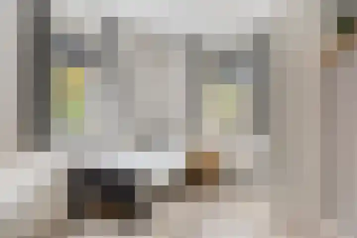 Koolzaadakker 9 Heino thumbnail 31
