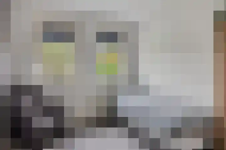 Koolzaadakker 9 Heino thumbnail 32