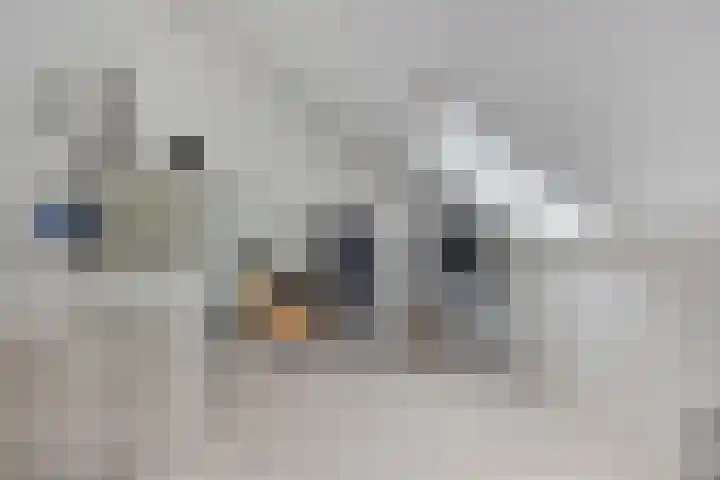 Koolzaadakker 9 Heino thumbnail 34