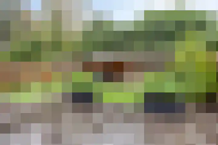 Koolzaadakker 9 Heino thumbnail 39