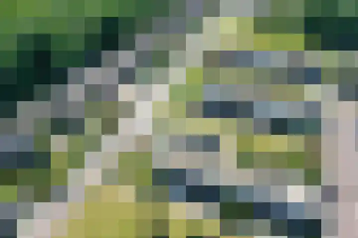 Koolzaadhof 2 Nagele thumbnail 5