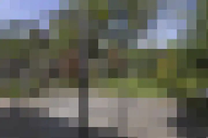 Koolzaadland 1 Leusden thumbnail 15