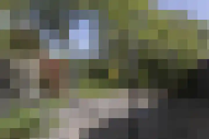 Koolzaadland 1 Leusden thumbnail 16