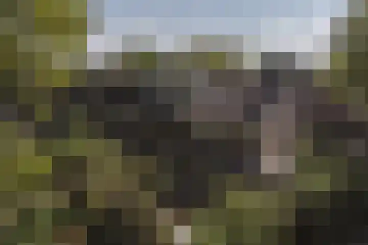 Koolzaadland 1 Leusden thumbnail 18