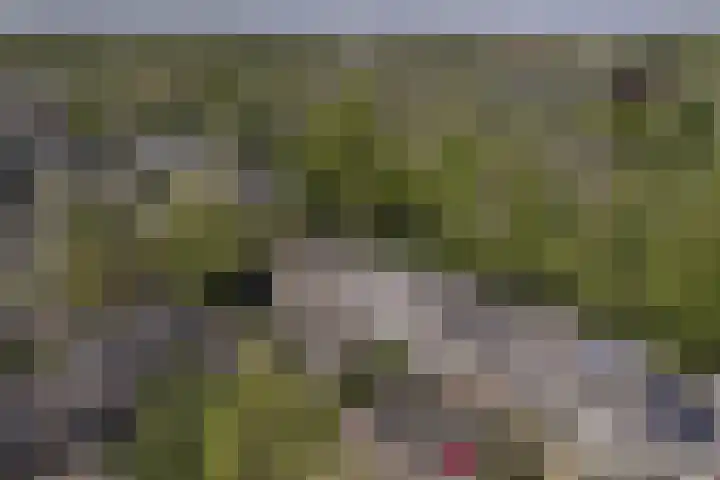 Koolzaadland 1 Leusden thumbnail 31