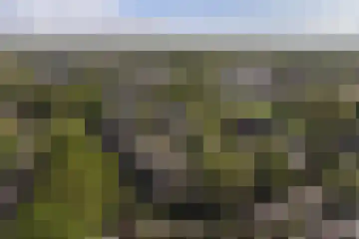 Koolzaadland 1 Leusden thumbnail 32