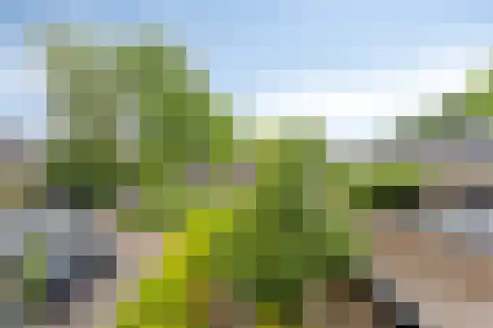 Koolzaadland 13 Leusden thumbnail 18