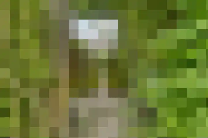 Koolzaadland 13 Leusden thumbnail 29