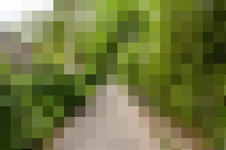 Koolzaadland 13 Leusden thumbnail 31