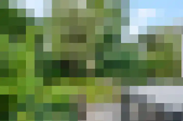 Koolzaadland 23 Leusden thumbnail 27