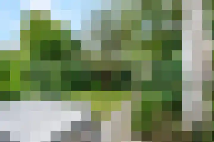 Koolzaadland 23 Leusden thumbnail 28