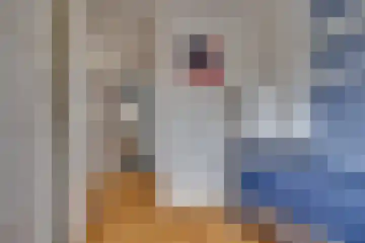 Koolzaadland 9 Leusden thumbnail 19