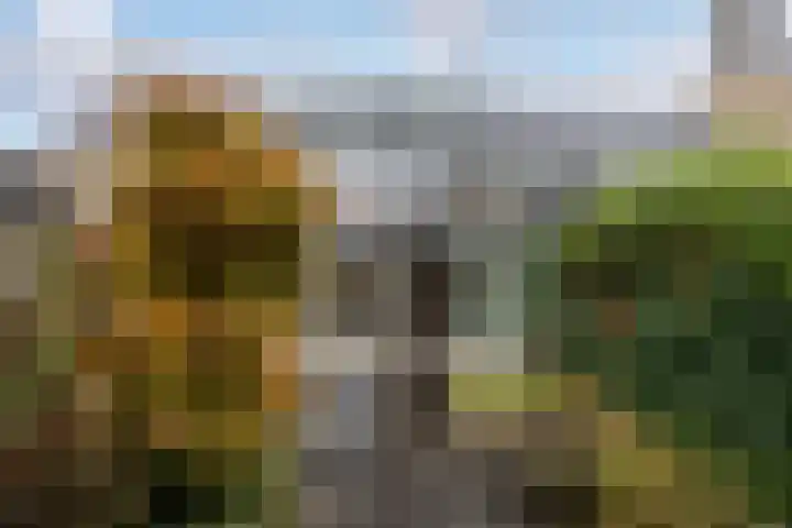 Koolzaadland 9 Leusden thumbnail 31