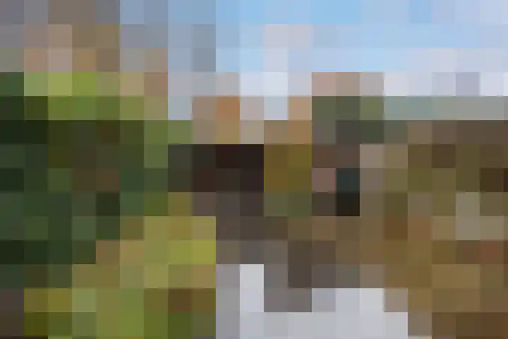 Koolzaadland 9 Leusden thumbnail 32