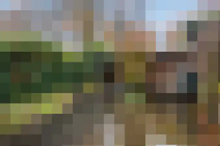 Koolzaadland 9 Leusden thumbnail 33