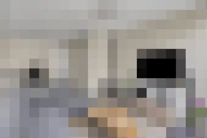 Koolzaadpad 23 Eindhoven thumbnail 8