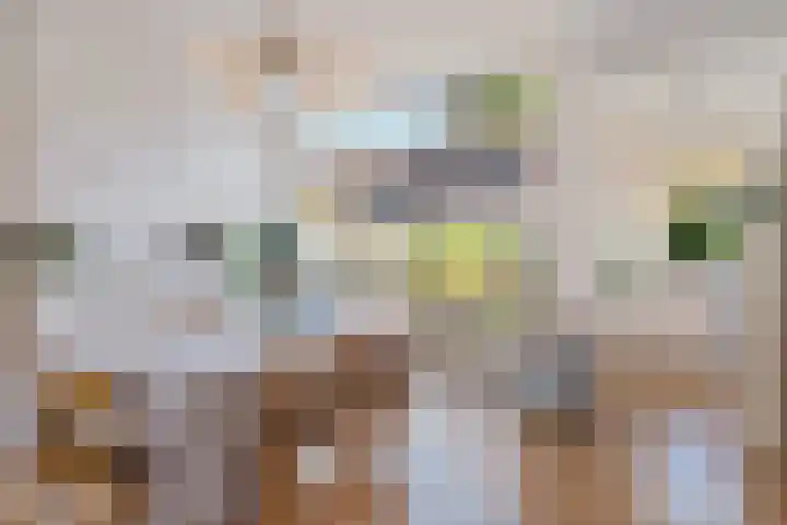 Koolzaadstraat 26 Rotterdam thumbnail 20