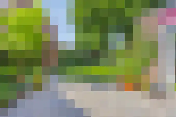 Koolzaadveld 2 Beuningen Gld thumbnail 30