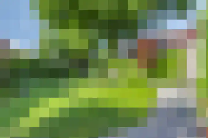 Koolzaadveld 2 Beuningen Gld thumbnail 32