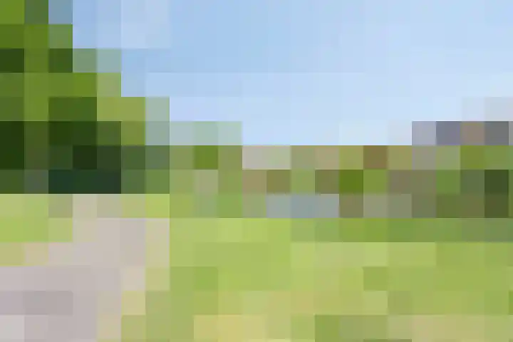 Koolzaadveld 2 Beuningen Gld thumbnail 39