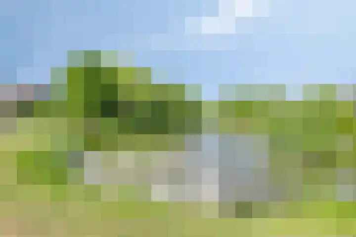 Koolzaadveld 2 Beuningen Gld thumbnail 40