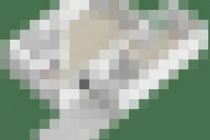 Koolzaadveld 2 Beuningen Gld thumbnail 43