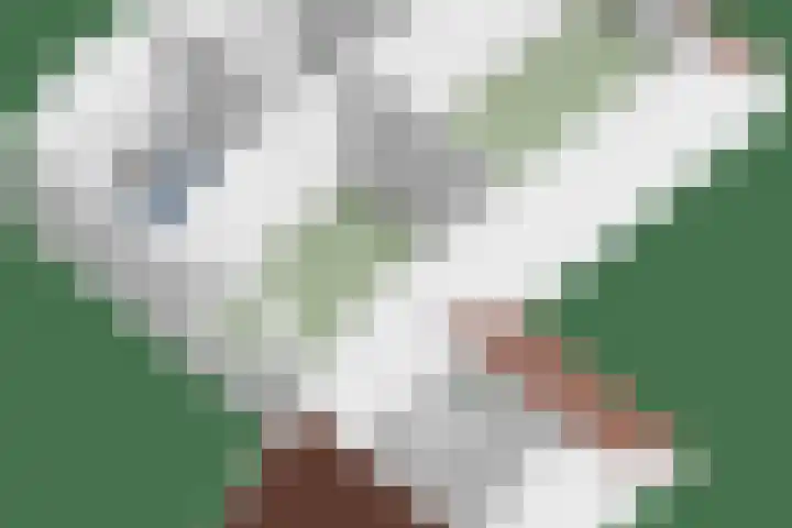 Koolzaadveld 2 Beuningen Gld thumbnail 45