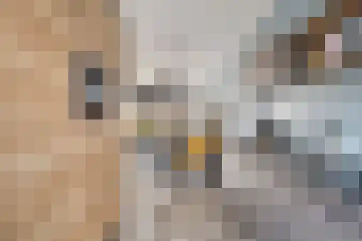 Koolzaadweg 51 Berghem thumbnail 14