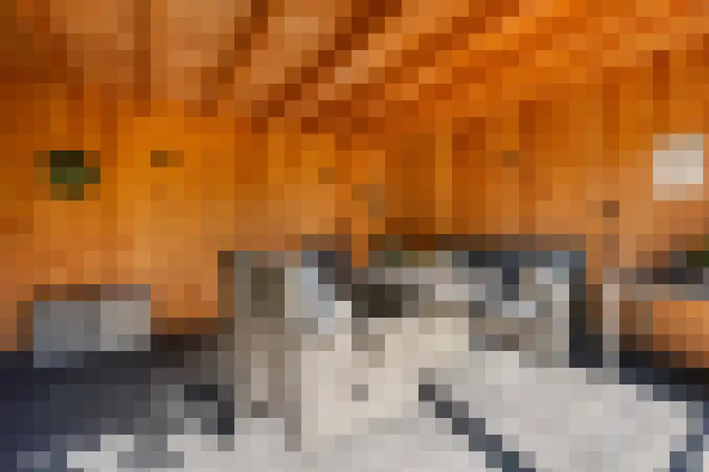 Koorman 7 Groenlo thumbnail 25