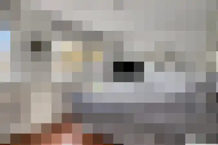Koornstraat 21 Oss thumbnail 18