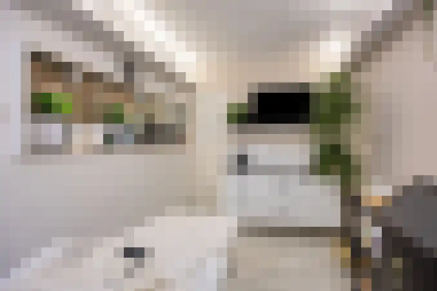 Koorstraat 49 Alkmaar thumbnail 34