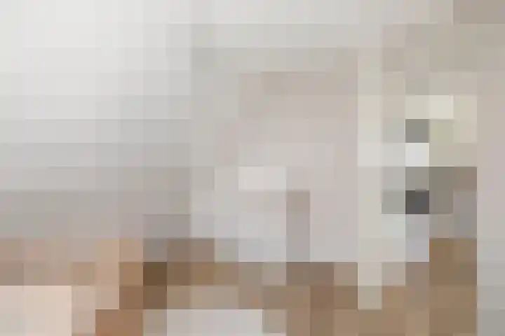 Kooweide 5 Borculo thumbnail 33