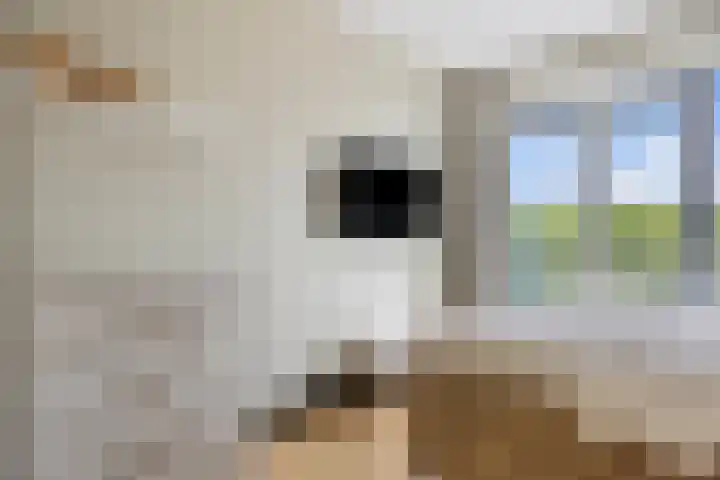 Kopermolen 107 Woerden thumbnail 11