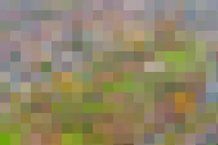 Koperslager 38 Beuningen Gld thumbnail 32