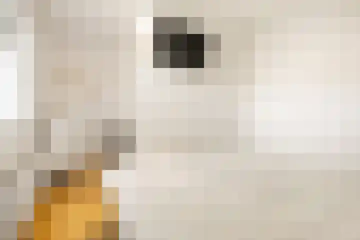 Koperslagerhof 7 Almere thumbnail 30