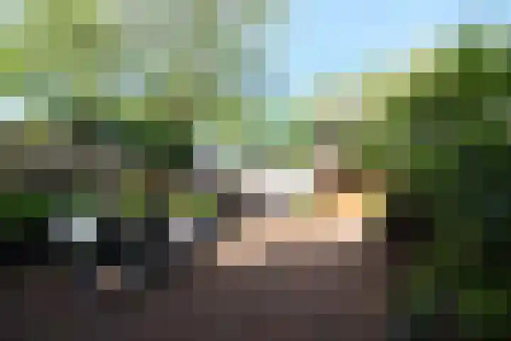 Kopervlinder 1 Amersfoort thumbnail 32