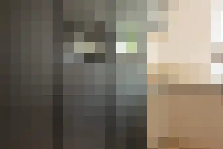 Kopervlinder 1 Amersfoort thumbnail 8