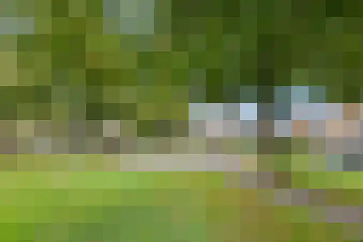Koperwiek 1 Raalte thumbnail 43
