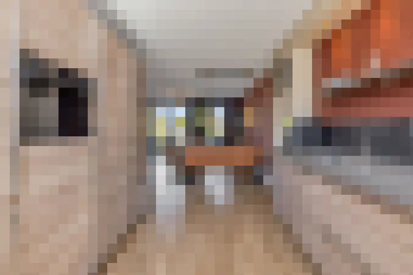 Koperwiek 13 Nieuwe Niedorp thumbnail 11