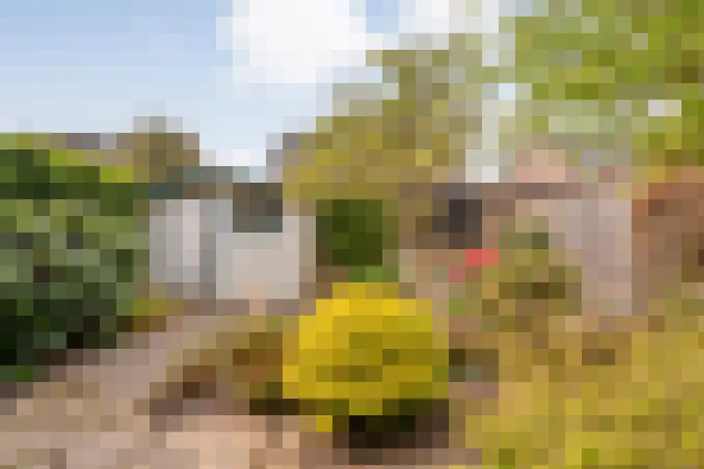 Koperwiek 9 Raalte thumbnail 38