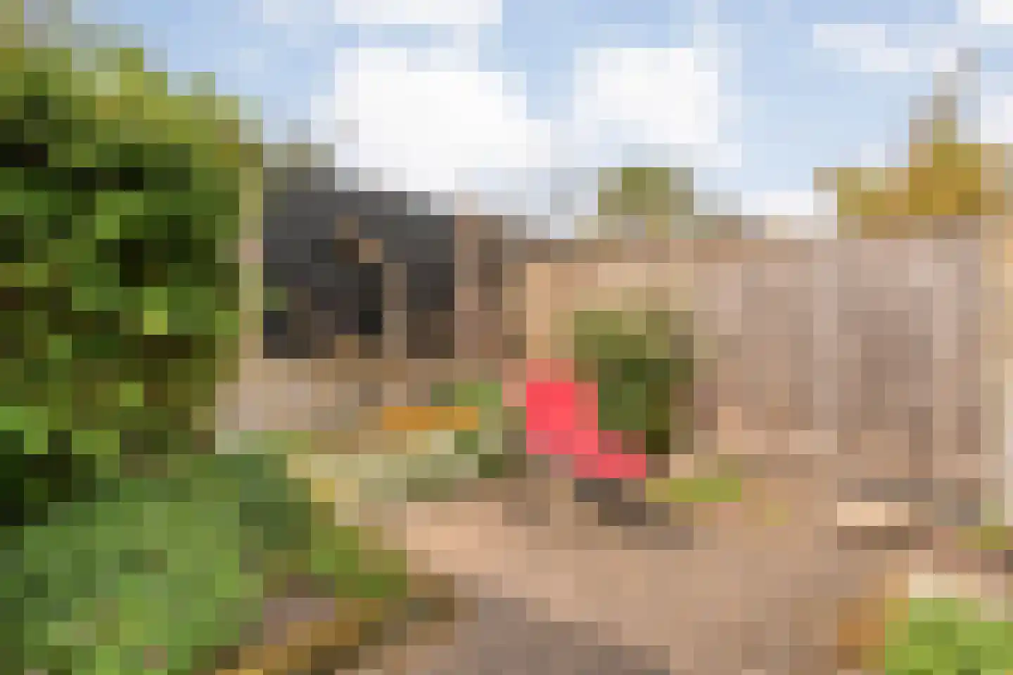 Koperwiek 9 Raalte thumbnail 42