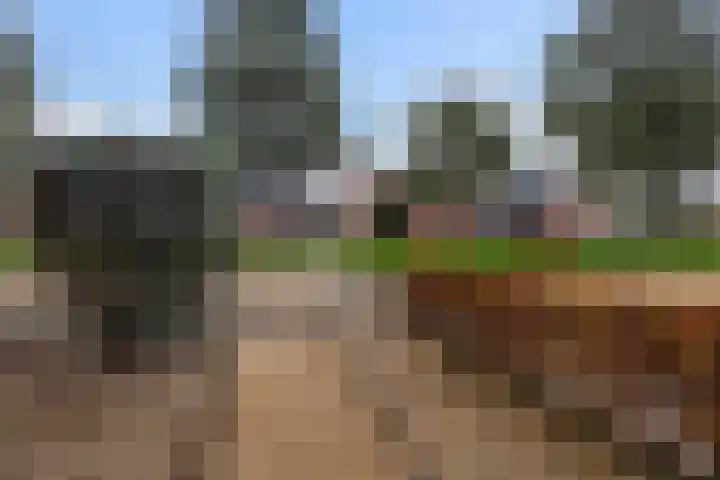 Kopkewier 22 Marrum thumbnail 38